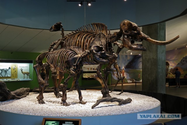 Битумные озера Ла-Брея (La Brea Tar Pits)