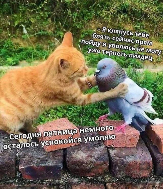 Никакие картинки и такие же тексты