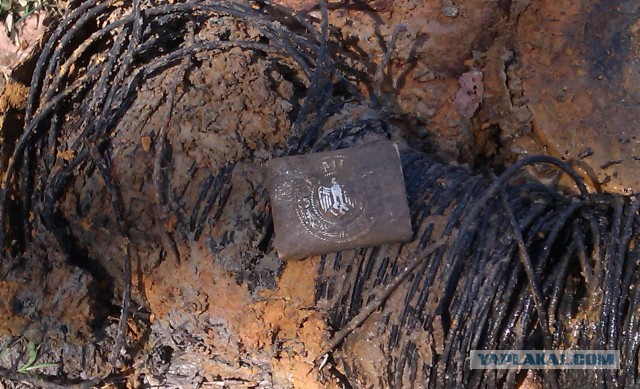 Находки в обычном парке