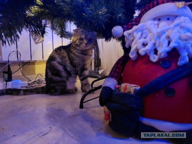 Котовторник 31.12.2024. Последний котовторник года