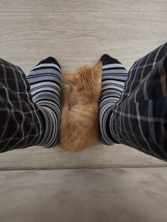 Мой кот