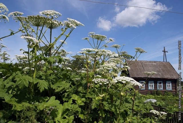 Лям за сорняк