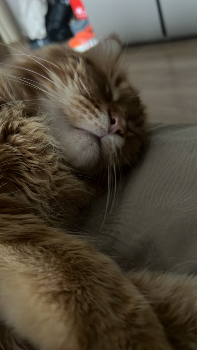 Семикилограммовую рвоту кашалота нашли российские туристы на пляже в Пхукете