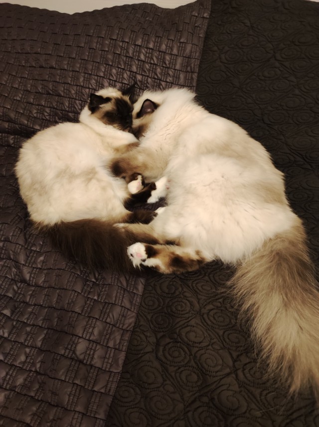 У нас теперь тоже котовторник