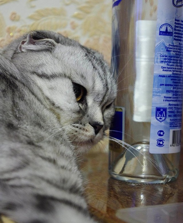 А котовторник уже пришёл?