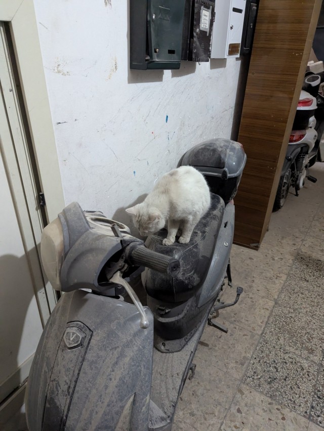 Котовторник из Палермо