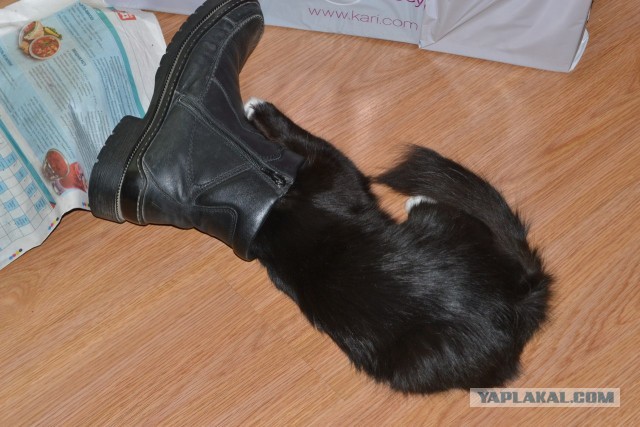 Котовторник 8.10.2013