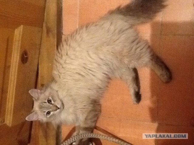 Какяхожувтуалет