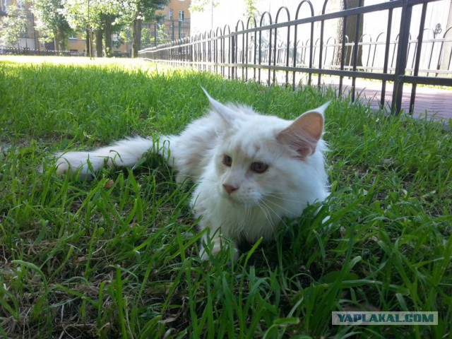 Котовторник 24.06.2014