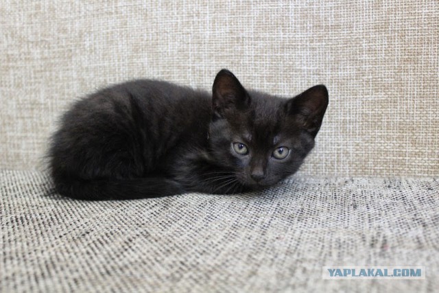 28 "котопирожков"