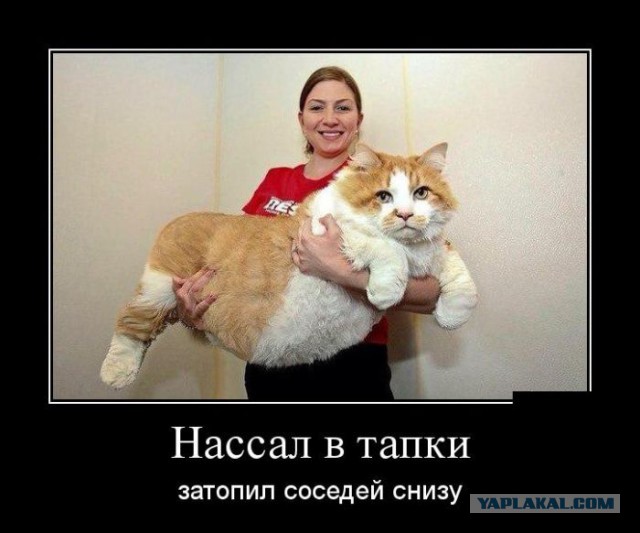 Веселые картинки