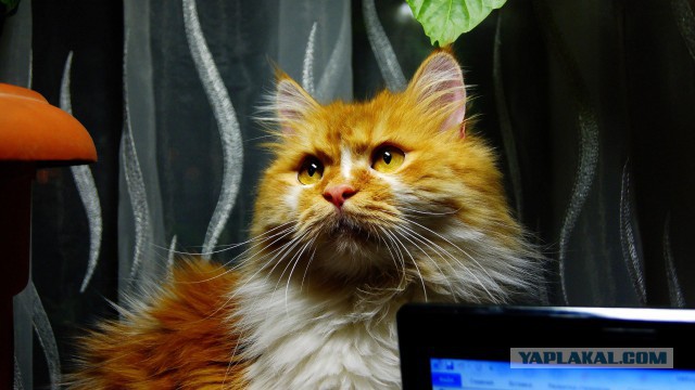 Котовторник 24.03.2015