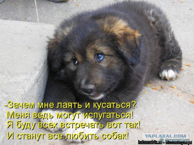 Немного братьев наших меньших! ЧЕТВЕРГ