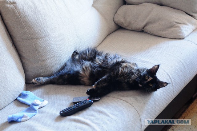 Котовторник   02.06.2015