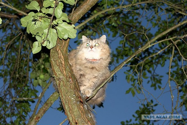 Небольшая дверь в Лето!