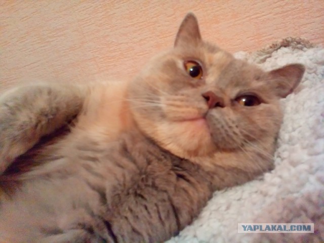 Котовторник 26.01.2016