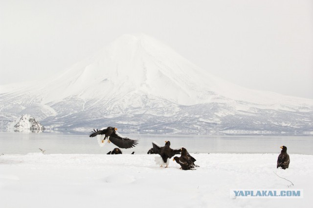 Медведи Камчатки