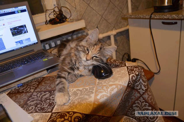 Те, которым мы помогли.