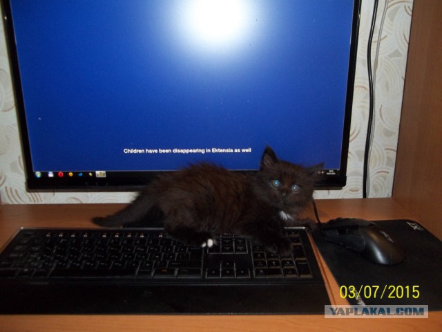 Мой кот, мои правила!