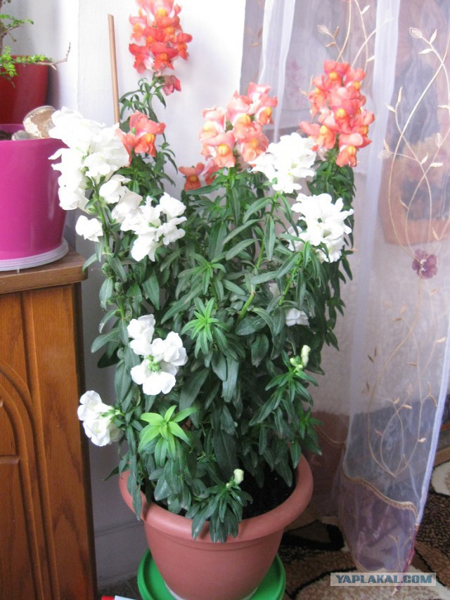 Любителям красивых цветов.