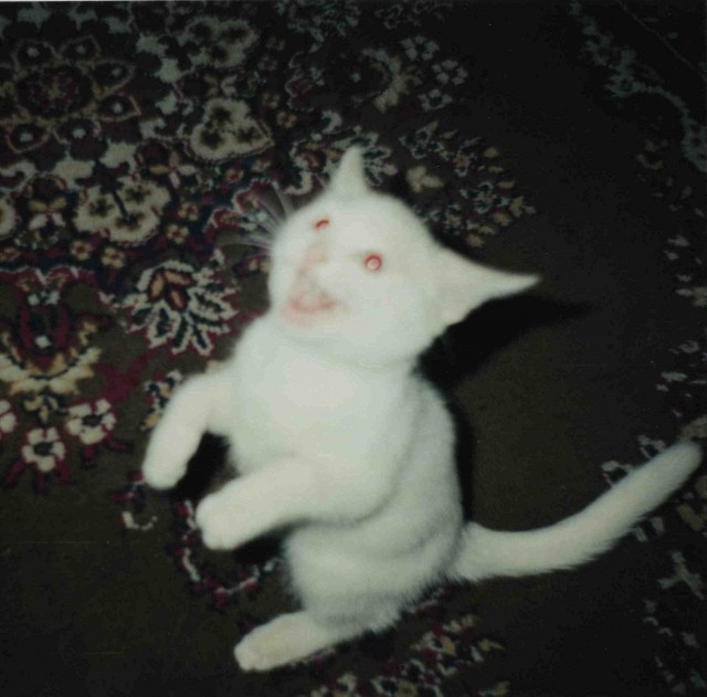 Мой зевающий кот