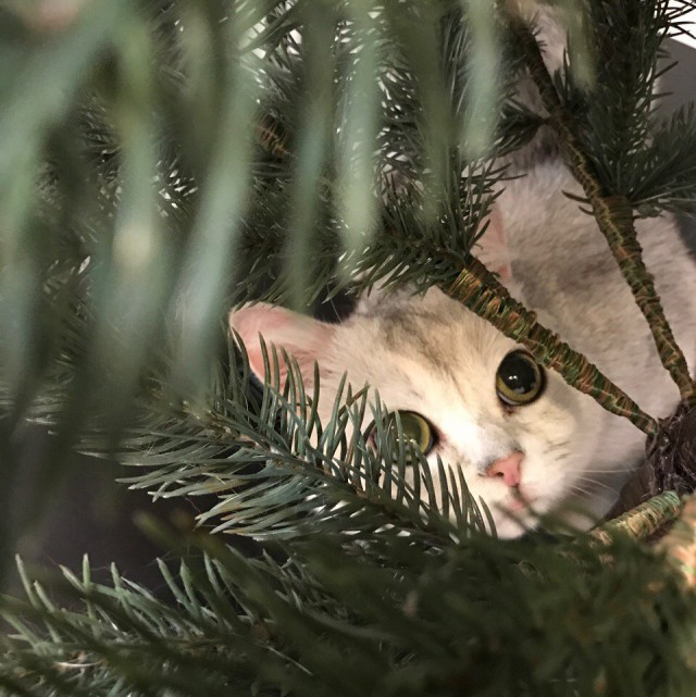 Коты из сети