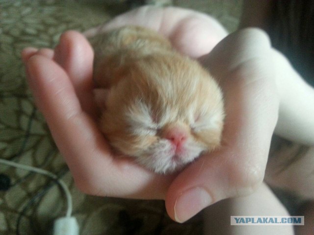 Котовторник 07.03.2017