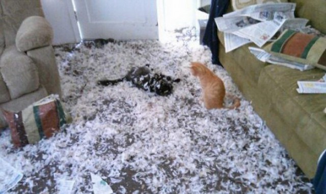 Коты и Кошки