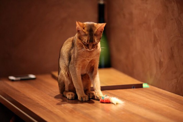Коты и Кошки