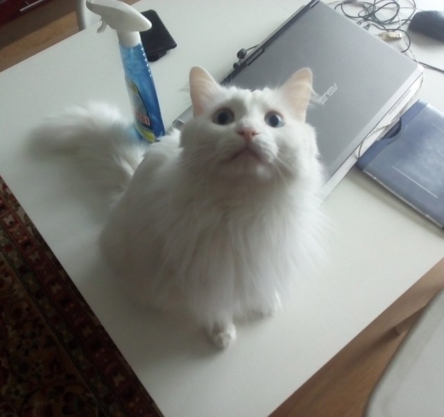 Котовторник 1.08.17