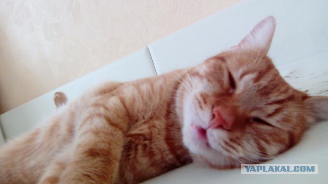 Котовторник 8.08.2017
