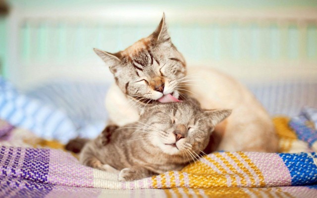 Коты и Кошки