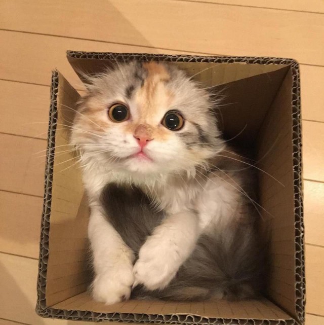 Коты и Кошки