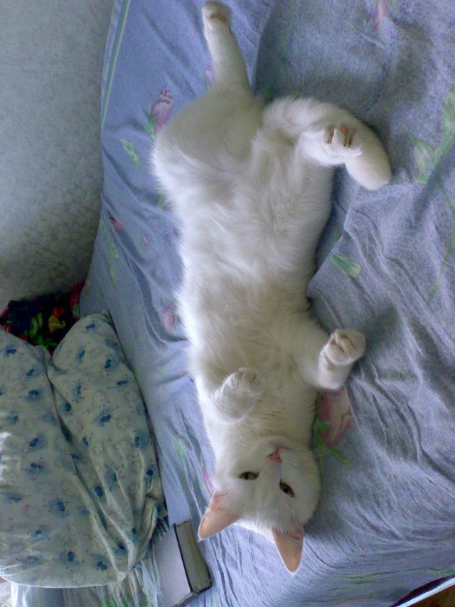 Коты и Кошки