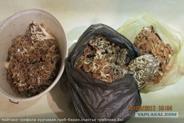 А у нас начало грибного сезона