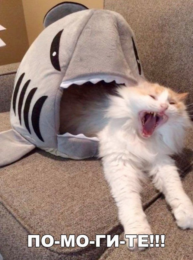 Неадекватные коты