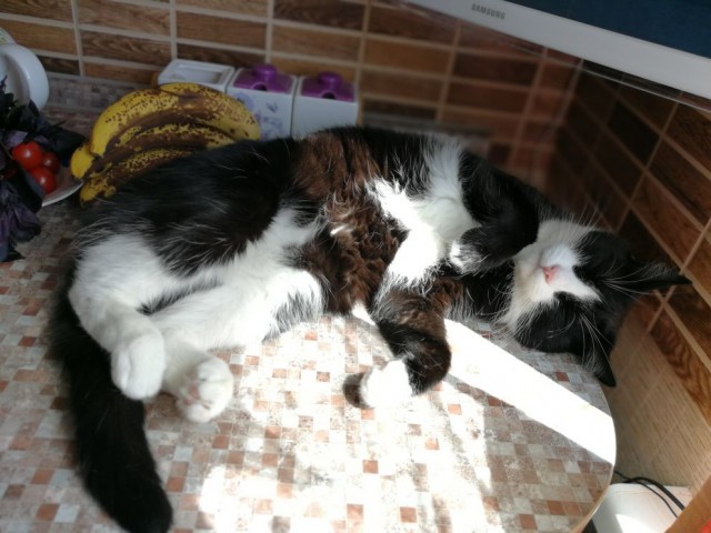 Котовторник 19.06.2018