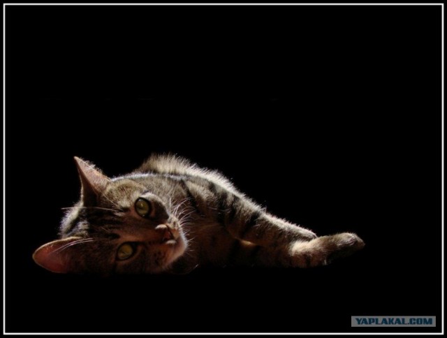 Ура, котовторник! (01.07.2008)