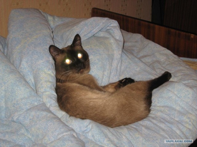Котовторнику Да (09.12.08)
