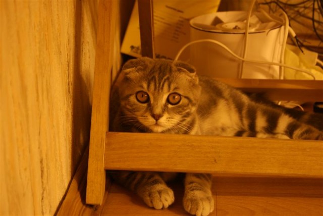 Котовторник (06.01)