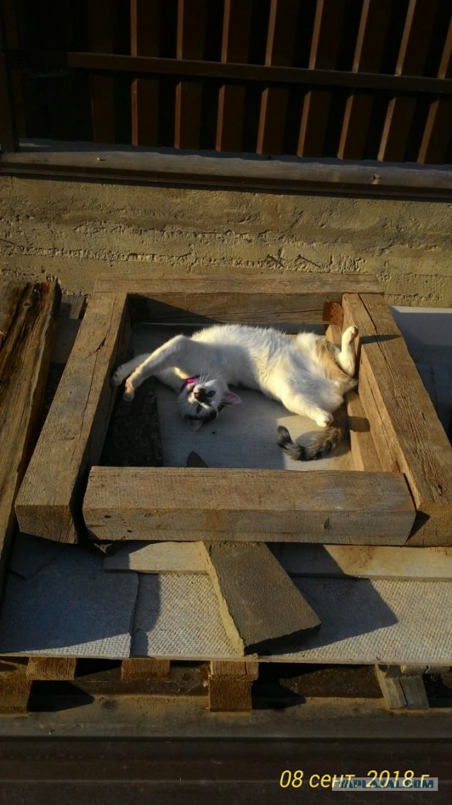 Котовторник 11.09.18.