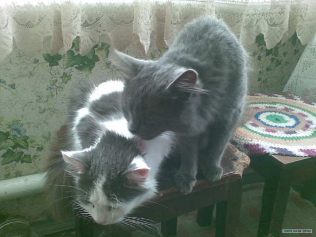 Love Story