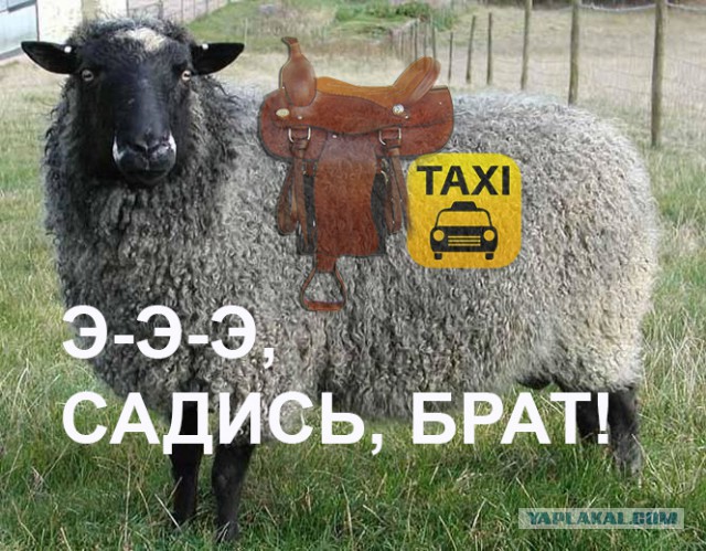 Четверо приезжих захотели бесплатно проехать на такси