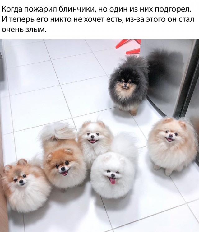 Милые животные. Мимиметр сломался