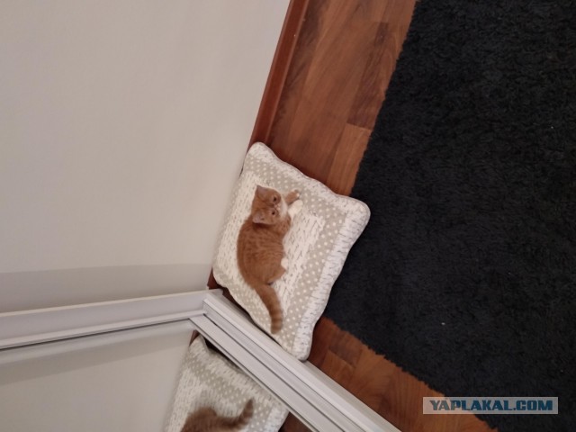 Фотограф заснял историю кота, который неудачно поохотился, но по-прежнему уверен в своём великолепии