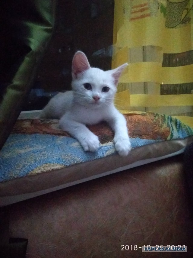 Беляш