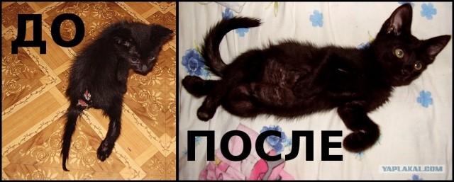 Накорми бездомного кота