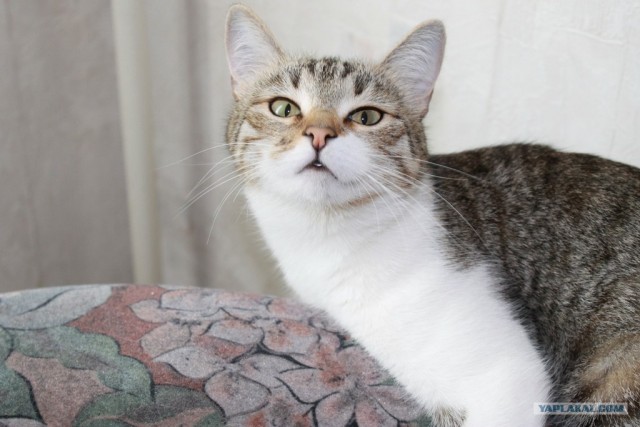 Котовторник! 08.11.11
