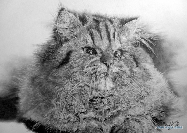 Ну и где ваш котовторник?