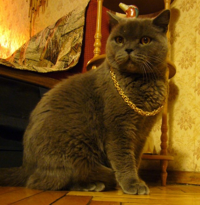 Котовторник! 13.03.2012